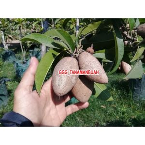 bibit sawo mentimun unggul