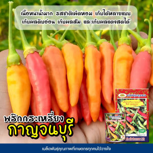 เมล็ดพริกกระเหรี่ยง กาญจนบุรี Hot Pepper ตราภูเขาทอง เมล็ดพันธุ์พริก เมล็ดพริกพันธุ์กระเหรี่ยง เมล็ดพริก