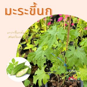 ต้นมะระขี้นก ต้นมะระ มะระขี้นก ส่งพร้อมถุงเพาะชำ/กระถาง 5.5นิ้ว