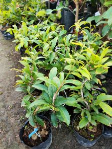 Cây mai Siêu bông Sài Gòn (hoa to cánh hoa từ 12 đến 18 cánh)