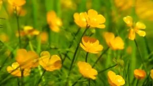 【Ship in 24H】U盘 USB drive 音乐风景U盘音药五音疗疾音乐风景视频车载居家放松减压助眠必备