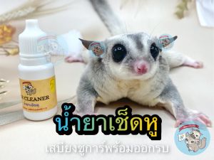 V ( น้ำยาเช็ดหู & น้ำยาเช็ดฟัน )​ น้ำยาล้างหู​ ทำความสะอาดหู​ สัตว์เลี้ยง​ ชูการ์​ กระรอก​ ดอร์เมาส์​ แฮมสเตอร์​ บุชเบบี้​ มาโมเสท​ กระต่า น้ํายาเช็ดหู น้ํายาเช็ดหูสุนัข - Lazada