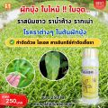 ผักบุ้ง ใบจุด ราสนิมขาว ราน้ำค้าง รากเน่า โรคราต่างๆ ป้องกันกำจัดด้วย ไอเอส และเร่งฟื้นฟู ด้วย ปุ๋ย FK-T. 
