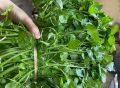 Hạt Giống Rau Cải Xoong Xanh - Ngon Giòn - Cải Xoong Mỹ. 