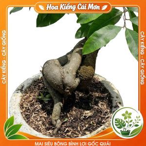 Mai Siêu Bông Bình Lợi Gốc Quái - Dáng Đẹp Lạ Hoa Nhiều Cánh Bông Đẹp Nhiều Hoa Trang Trí Nhà Cửa Sân Vườn