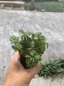 Cây hổ nhĩ trắng gấm sọc dưa Piela Cadierei aluminum cây để bànchơi terrariumbán cạn cây phong thủy