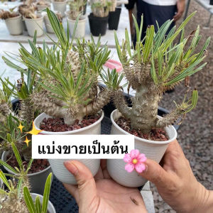 ☀️🌵รวม 3 สายพันธุ์หายาก‼️พาชีโพเดียม Pachypodium Breviflorum/ Rosulatum/ Rosulatum var. Gracilius🌼🌵