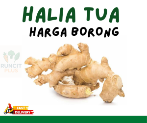 Fresh Old Ginger Root | Premium Imported Ginger | Cooking Ginger | 250g /500g/ 1kg