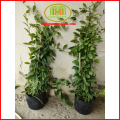 Cây cúc tần ấn độ dài decor quán cà phê, ban công cực đẹp, có tặng kèm phân bón cây Minh Hân Garden. 