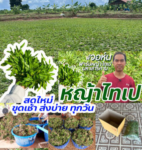 หญ้าไทเป พื้นที่ปลูก 5 ตารางเมตร ได้หญ้าหนัก 2.5 kg ถอนเช้า ส่งบ่ายทุกวัน ปลูกแล้วไม่ได้ตัดหญ้า 100%
