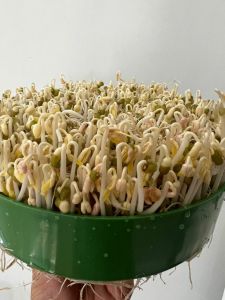 Bean Sprout Pot Jar Bean Sprouter Kit Microgreen - BlueAcres BeanSprout grower germinate seed planter