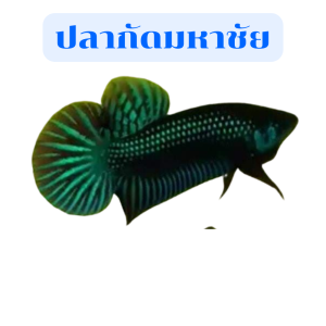 ชุดปลา Betta มหาชัยผสม ส่งด่วน ราคาพิเศษแบบใหม่ เลือกจำนวน