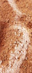 Hạt gáo giống (hạt giống cây thiên ngân) trồng rừng lấy gỗ