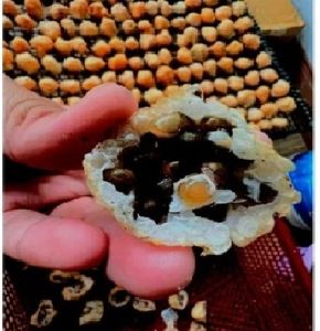 Trứng Ốc Thái Lan 50 Tổ tặng 1 con trưởng thành 5-7 con 1kg