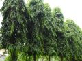 CÂY GIỐNG CÂY HOÀNG NAM - TÙNG ẤN ĐỘ, CÂY KHỎE ĐẸP. 