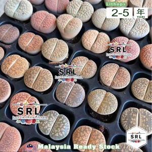 Rainbow Lithops 4-5 Years Lithops Super Big 3cm++ Live Plant