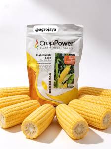JAGUNG SC9001 F1 HYBRID SWEET CORN RAJA KING 500GM /SC9001 F1 杂交甜玉米(King Raja)500克