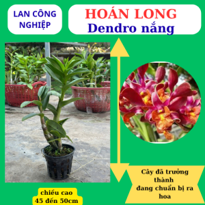 [ có bảo hành ] Lan dendro Hoán long cây đã trưởng thành hoa lớn đẹp