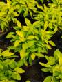 True Yellow Alternanthera with FREE garden soil (Real Plant, Indoor Plant and Limited Stock) - Plants for Sale. 