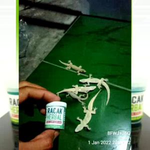 Racak obat cicak paling ampuh racun cicak original herbal pembasmi cicak tokek kecoa obat cicak pembasmi tokek pengusir cicak racun kecoak racun ampuh umpan cicak racun cecak perangkap cicak lem cicak racun cicak dan tokek pengusir kecoa pembunuh cicak