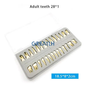 KITA-Pediatric Teeth  Teeth Full Mouth Tooth Model Dental Oral Monochrome Permanent Tooth Model with Root Simulated Tooth Model