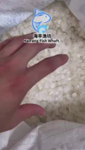 深海石甲鱼鳞片/鱼鳞片（中）/Dried Fish Scale（M）/Sisik Ikan Siakap /Collagen/ 500G