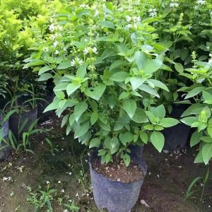 Nine-Layer Tower Potted Basil Edible Sweet Vegetable Herb Jinbuhuan Balcony Garden Vegetable Potted Plant