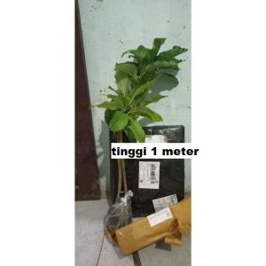 Bibit Alpukat Sab 034 Super - Bibit Pohon Alpukat Berkualitas Tinggi untuk Taman dan Pertanian
