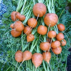 Hạt giống củ cà rốt đỏ tròn-100 hạt