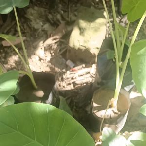 ต้นออดิบ ต้นอ้อดิบ ต้นทูน ต้นคูน หรือตูน ต้นละ 25 บาท พร้อมปลูกลงดิน