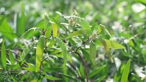 professional-grade eucalyptus oil (cap lang) original
