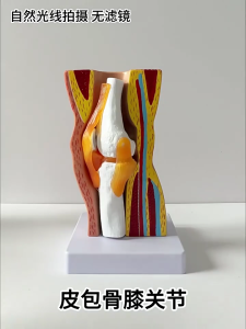 Human Knee Joint Model Educational Model Human Knee Joint Anatomy Model Medicals Teaching Tool for Study and Display