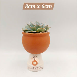 Chậu đất nung chậu sen đá - Bắp cải 86 new miệng chậu 8cm chiều cao 6cm