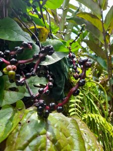 Buah Angkung Merah Segar Asli Obat Strok & Darah Tinggi 300 Biji