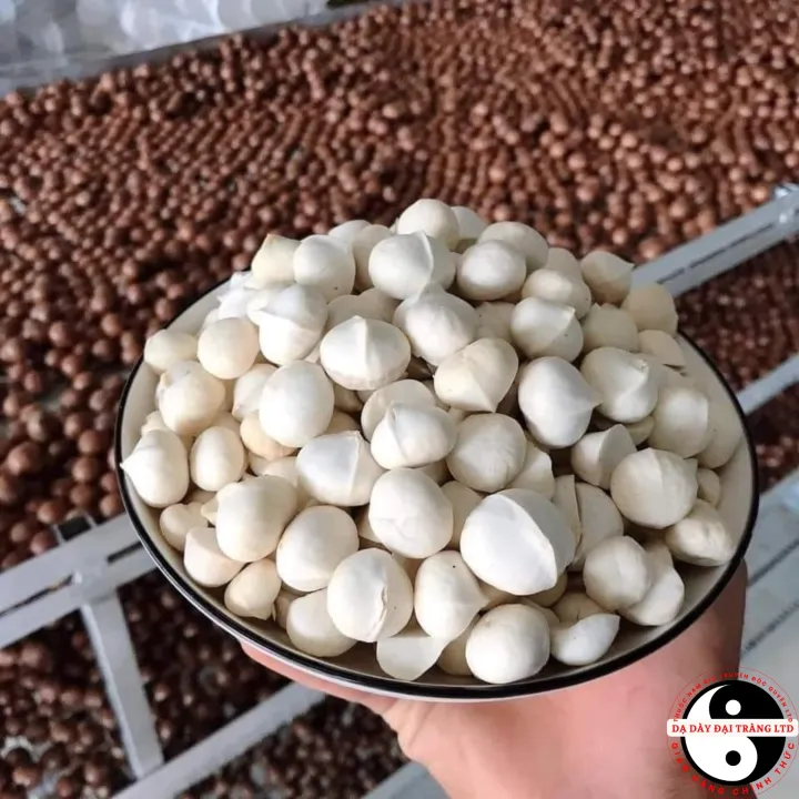 Nhân macca Lai Châu nguyên hạt, trồng hữu cơ sấy chín từ macca tươi. Mắc ca, mac ca sấy khô chín không vỏ, đã tách vỏ