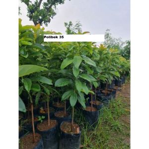 Bibit Alpukat Sab 034 Super Cepat Berbuah
