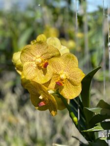 กล้วยไม้แวนด้า🌼 กล้วยไม้แวนด้าราชบุรีบิวตี้🌼 ใส่ตะกร้า 3.5 นิ้ว 5-6 ใบคู่ และสามารถออกดอกตลอดปี 1 ต้น/ขุนเขาการ์เด้น