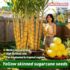[Selected Seeds] 200pcs/pack Rare Yellow skinned sugarcane seeds for Planting Fruits (Fast Growing Seeds) 100% Original Giant Sugar Cane Seeds Yellow skinned sugarcane juice Fresh Non GMO Yellow Green Sugar Cane Delicious Juicy Easy To Grow Fruits Plants