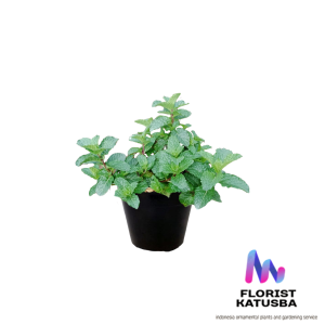 tanaman herbal aromatik tanaman Daun mint