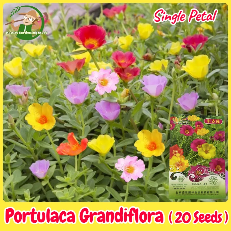 100 Mixed Colors PORTULACA MOSS ROSE Flower Seeds 