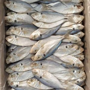 ikan asin selar jumbo / ikan asin selar besar / 500 gram Murah Bisa COD