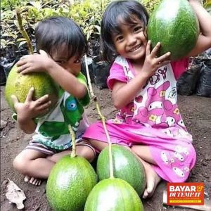 Bisa COD Bibit alpukat kendil super murah bisa cod