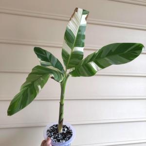 Musa Ae Ae - - Pokok Pisang Variegasi Ae Ae - मुसा ऐ ऐ Musa Ae Ae – Striking Variegated Banana Collector’s Dream Ornamental Edible Plant Tropical Showstopper LIVE PLANT