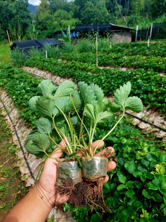 ต้นกล้าสตอเบอรี่พันธ์พระราชทาน80 ซื้อ10ต้นขึ้นไป แถม1ถึง2ต้น🍓🍓🍓🍓🍓🍓🍓🍓🍓 ...
