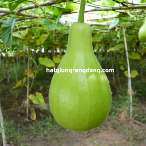 hạt giống Bầu Bóng Đèn RADO 401