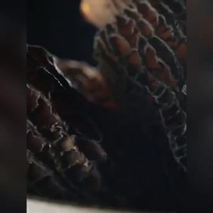 Instant Soup Morel Mushrooms Yunnan Non-Wild Edible Mushrooms Wild Mushrooms Stew Soup 100g 羊肚菌 煲汤干货