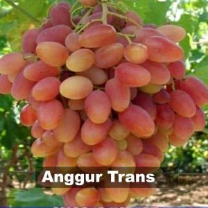 Bibit Anggur Transfiguration - Anggur Import Genjah dan Adaptif