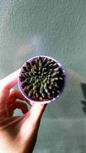 Succulents Sinocrassula yunnanensis