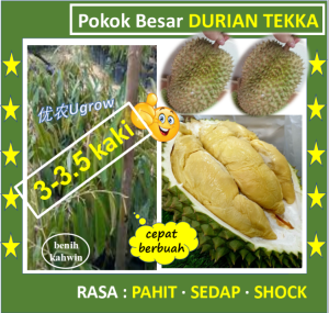 Pokok Besar Durian TEKKA (3.0-3.5 kaki) D160 竹脚 榴莲苗 Sapling Durian Tekka D160