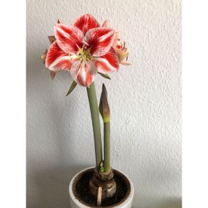 AMARYLLIS PLANT BULB